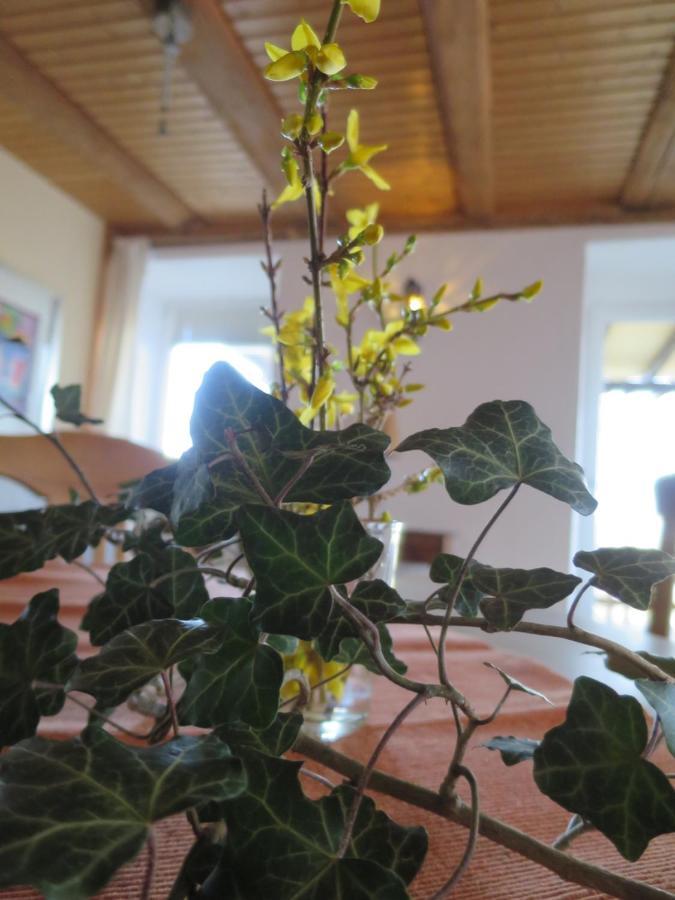 Alpaka-Ferien Appartement Wiechs am Randen Buitenkant foto